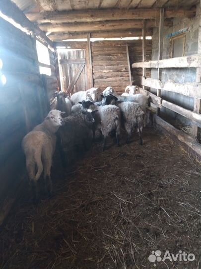 Бараны романовской породы на племя