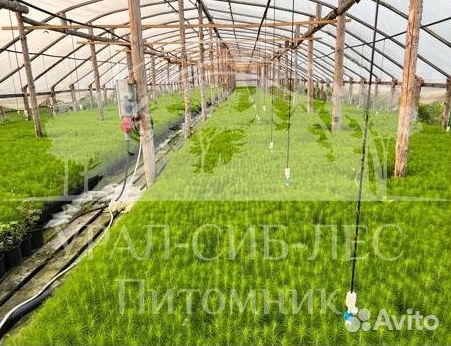 Лиственница Сибирская зкс сеянцы