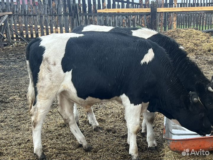 Бык и телка