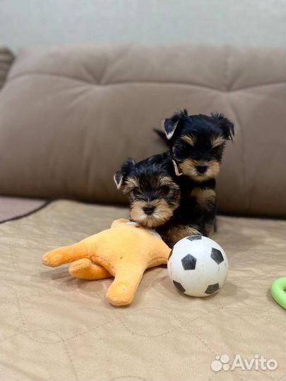 Йоркширский терьер