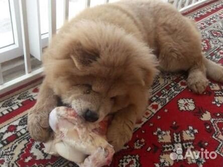 Чау чау вязка