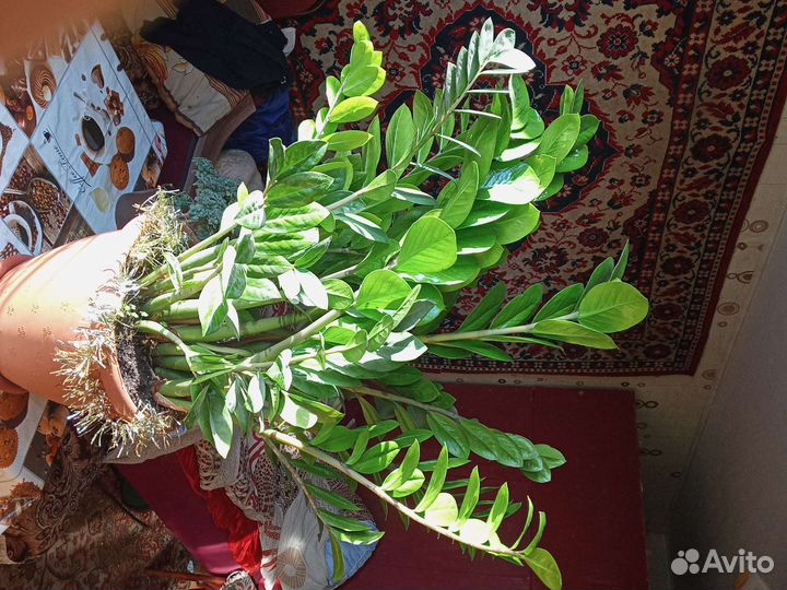 Комнатные цветы