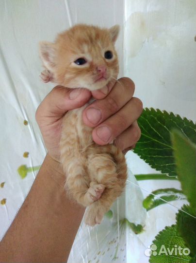 Котята,три мальчика,одна девочка