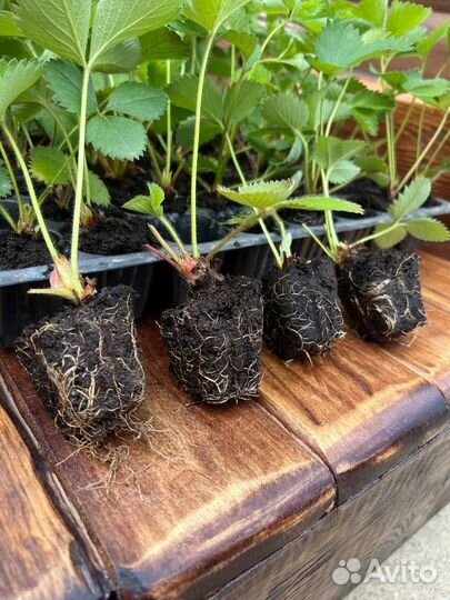 Требуется Упаковщик в Питомник расстений