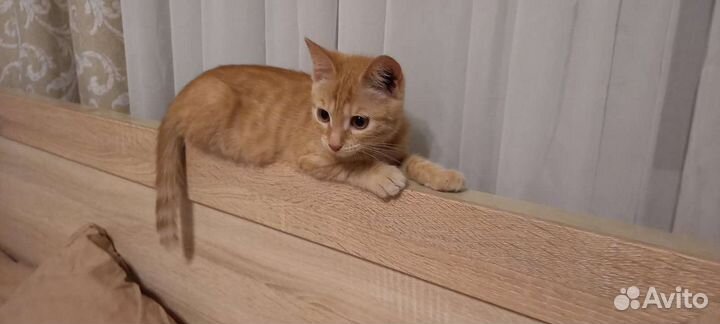 Кошечка рыжая