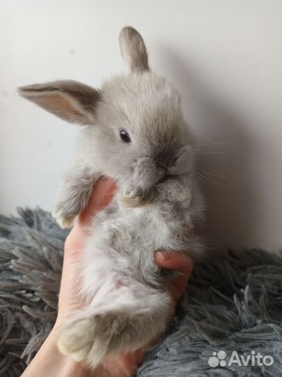 Карликовые крольчата Miniature lop
