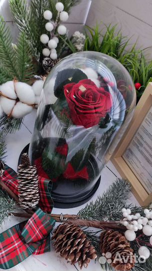 Живые розы в колбе премиум класса в наличии