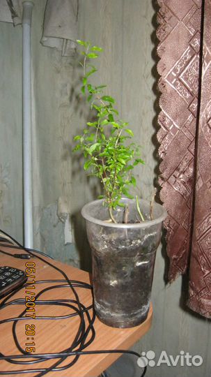 Гранат карликовый комнатный