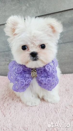 Вязка. Случка. Мальтезе мальчик