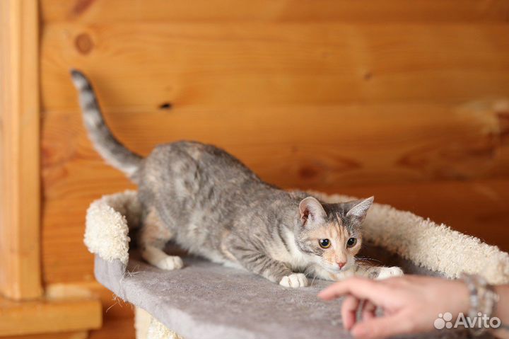 Спасите Соню. Трехцветная кошечка