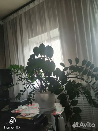 Комнатные цветы