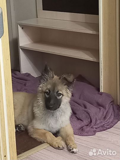 Собачка (щенок)