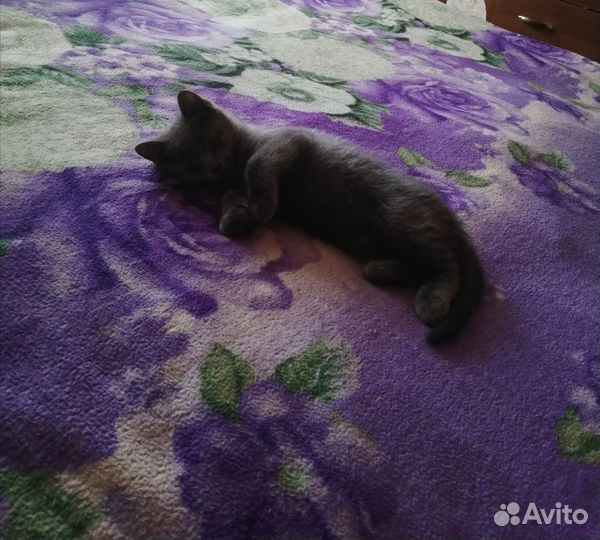 Котик 1, 5 мес