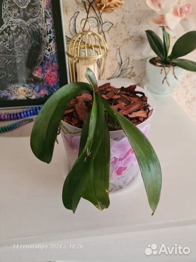 Орхидея фаленопсис