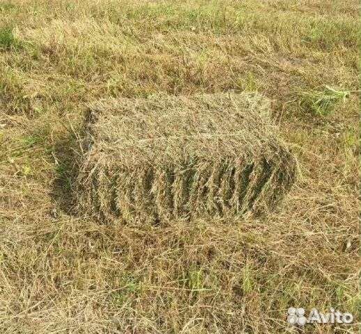 Солома ячменная