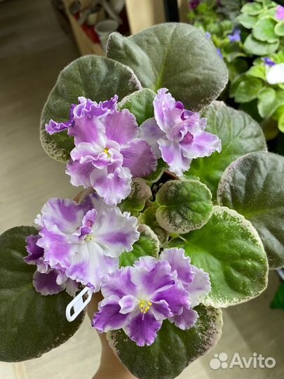 Фиалки сортовые