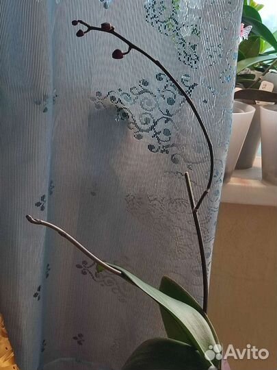 Орхидея фаленопсис Stellenbosch