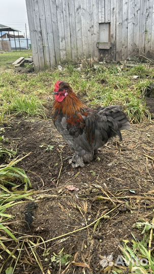 Петух карликовый кохинхин