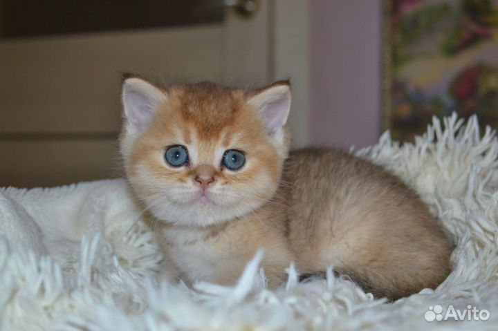 Британский золотой кот