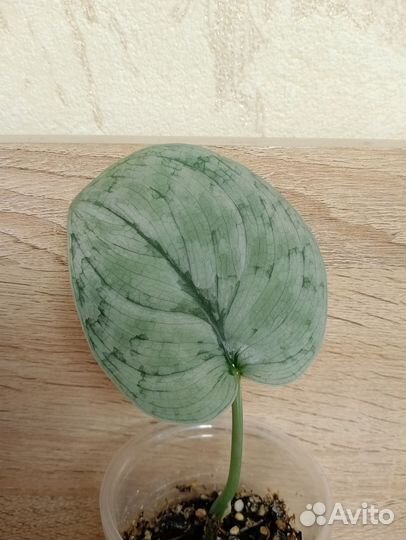 Сциндапсус Silver cloud