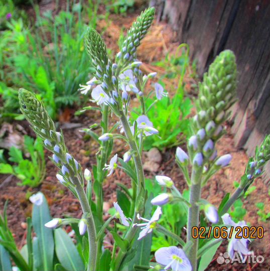 Вероника горечавковая