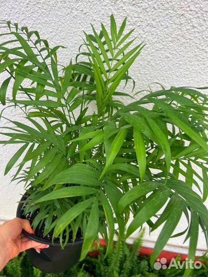 Хамедорея бамбуковая пальма