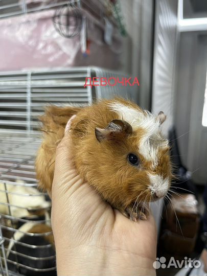 Морские свинки и крысята