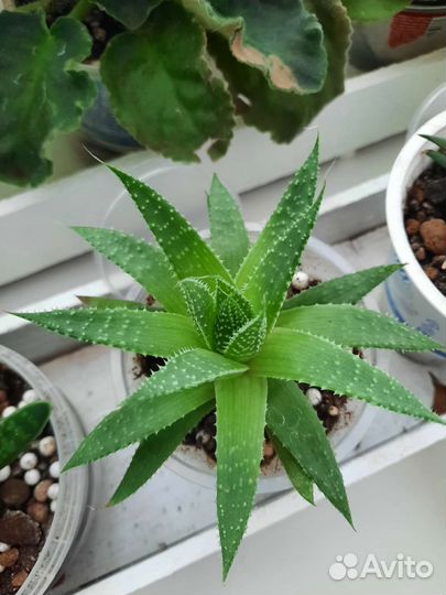 Алоэ остистое