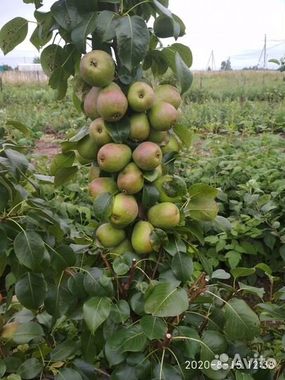 Туи, яблони, груши, сливы, вишни, крыжовник и др