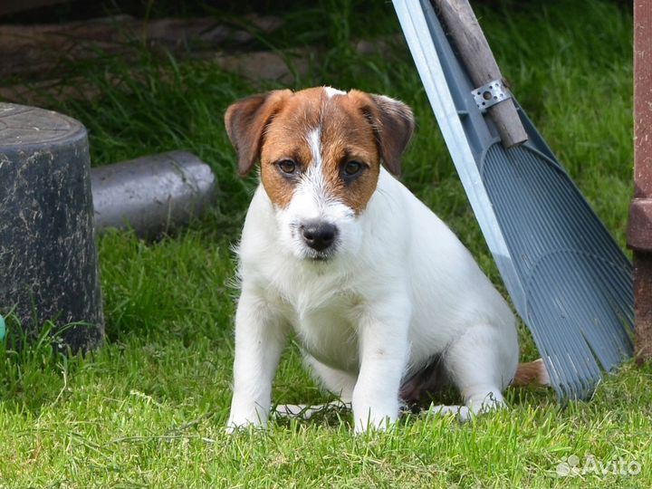 Щенок джек рассел терьера