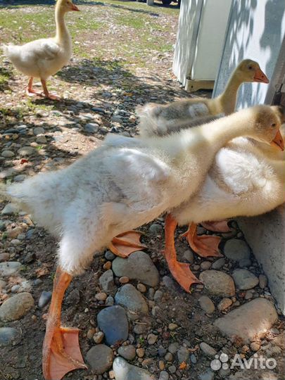 Цыплята подрощенные и суточные и гусята