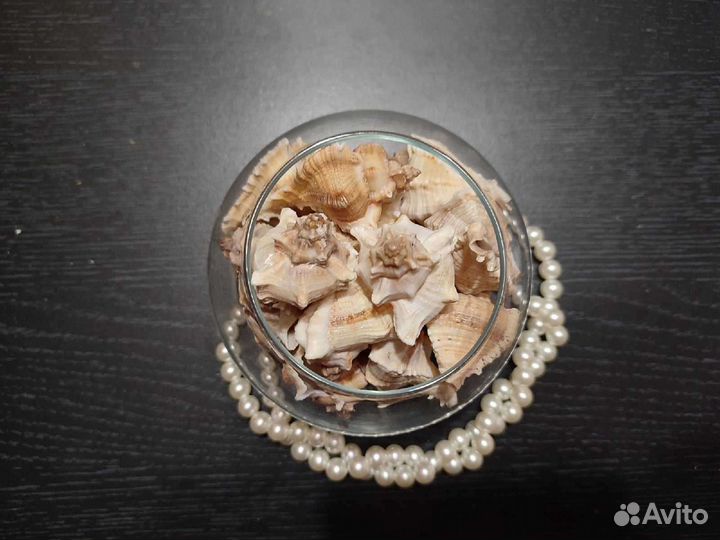 Раковины мурекс виргинеус