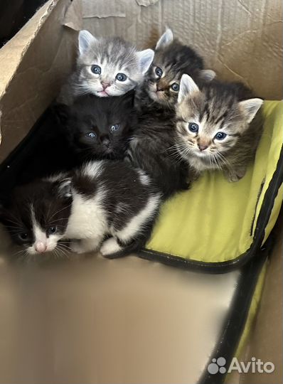 Котята в добрые руки