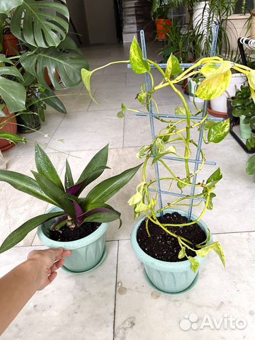 Домашние растения цветы комнатные купить в Москве | Товары для дома и ...