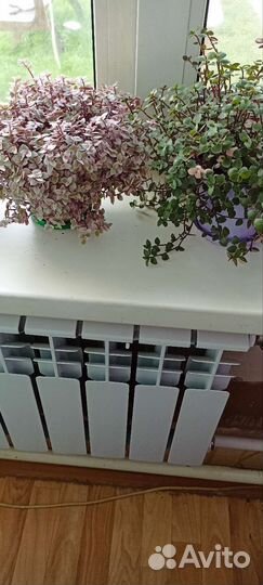 Комнатные цветы доставка покупателю бесплатно