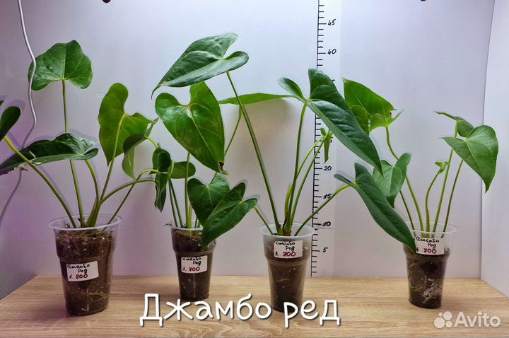 Антуриумы сортовые красные