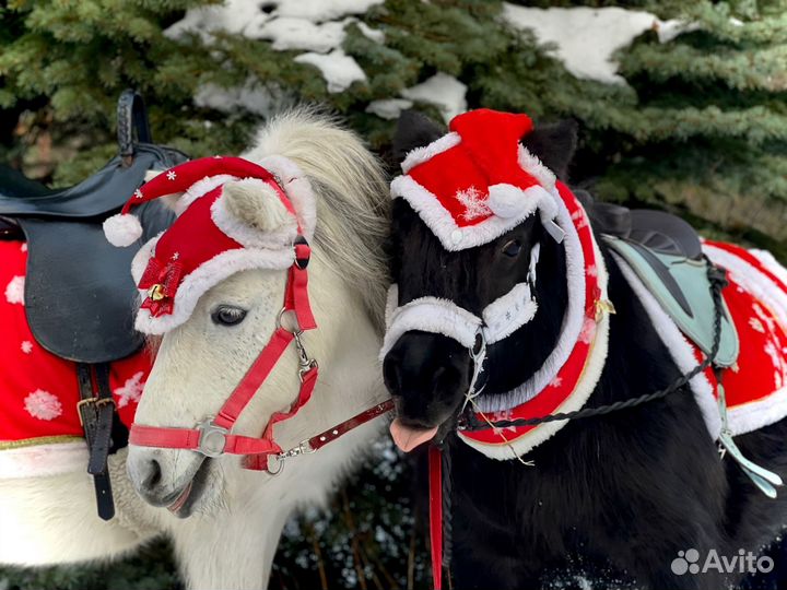 Конные прогулки