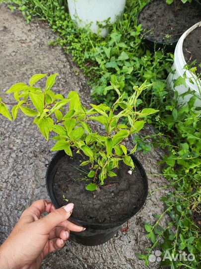 Саженцы чубушника (жасмин)