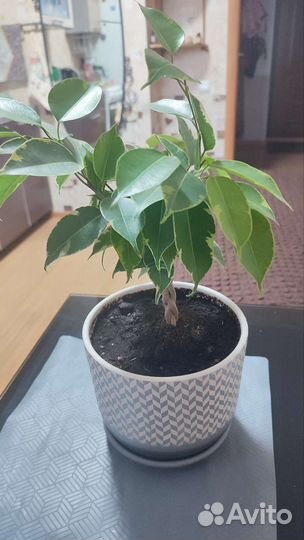 Фикус бенджамина