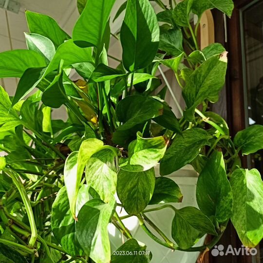 Эпипремнум марбл квин. Сциндапсус