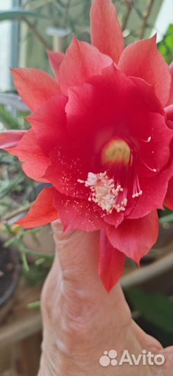 Алый эпиффилиум-заморская сказка