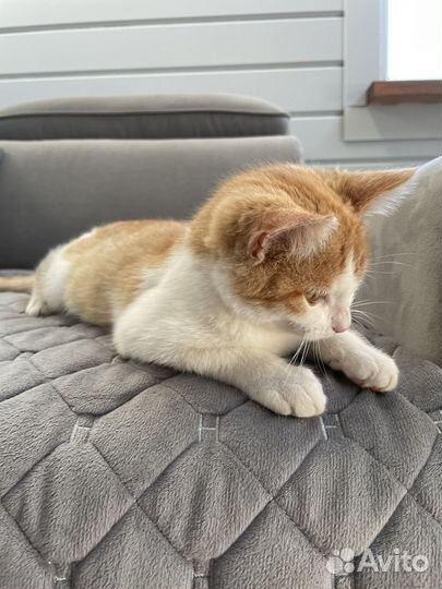 Котенок бесплатно