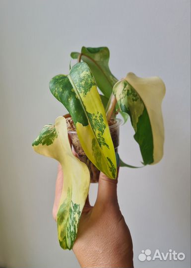 Филодендроны