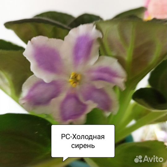 Фиалка