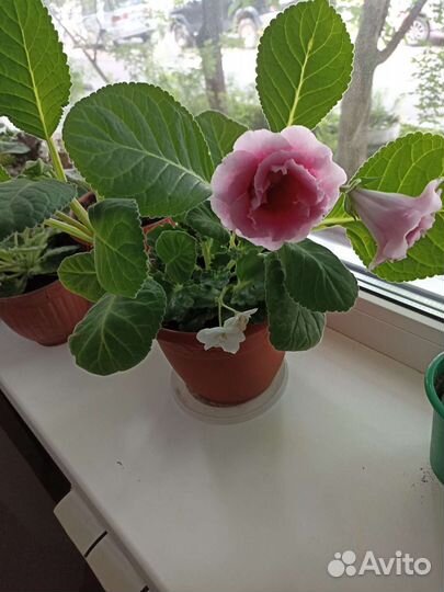 Глоксиния цветущая, фиалки