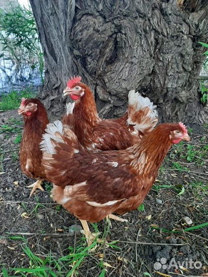 Куры несушки молодки Минорка