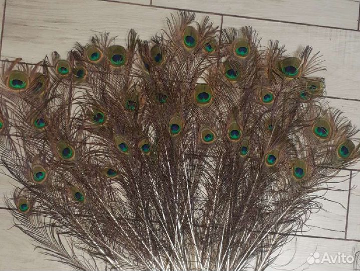 Перо павлина