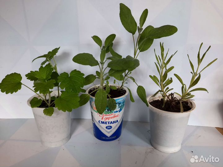 Мята шоколадная, яблочная, мохито, курчавая и др