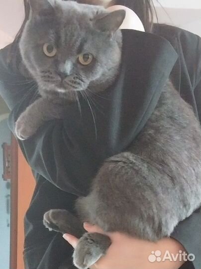 Британец кот вязка