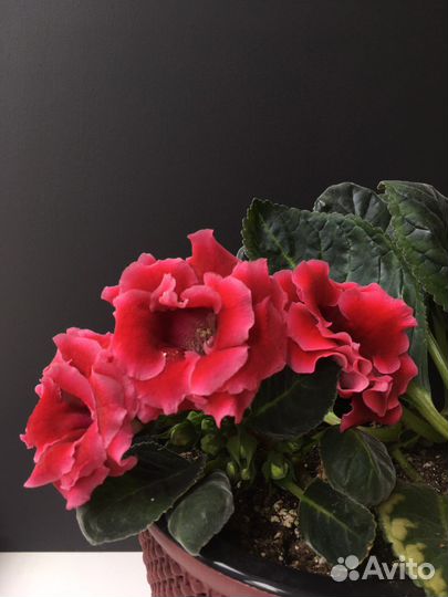 Фиалка. Глоксиния. Стрептокарпус